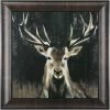 Young Buck Framed Art