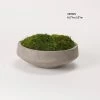 Silk Greenery Preserved Moss -furniture QK1021623 DWSI PRI OL