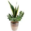 Permanent Botanicals Green Snake Plant With Jade -furniture QK1038706 DWSI PRI OL
