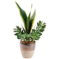 Permanent Botanicals Green Snake Plant With Jade