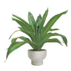 Dracaena Plant In Cement Pot