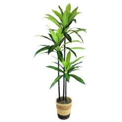 Dracaena Tree In Basket