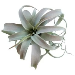 Botanical Light Green Large Tillandsia Greenery